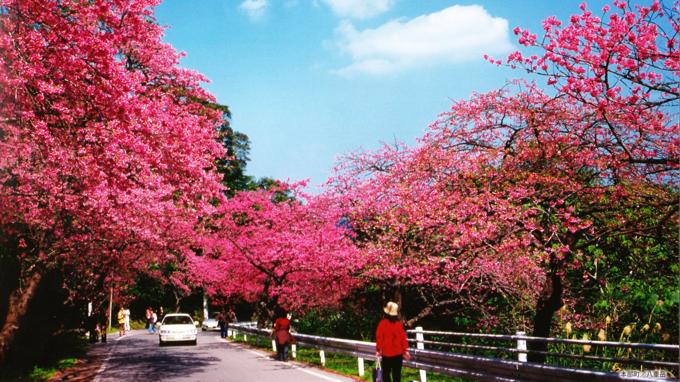 沖縄の桜まつり 日本一早咲きの色鮮やかなサクラを楽しもう